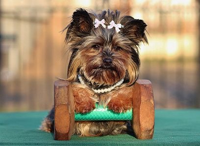 yorkie with bow